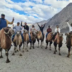A double-humped camel safari in the Nubra Valley is a unique Ladakh experience. I arrange these unforgettable activities for your private group to enjoy against a stunning desert mountain backdrop.