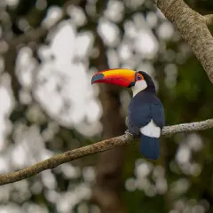 The Toco Toucan from the Pantanal is famous for its enormous, colorful beak. It uses this incredible tool to reach fruit on branches that can't support its weight, a fascinating example of adaptation.