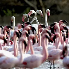 In a large flock, sometimes a few individuals stand out. Here, a pair of flamingos in the background form a heart shape with their necks, creating a focal point in the bustling crowd.