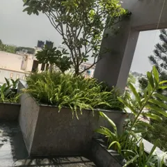 We grew a beautiful Temple Tree (Plumeria) in a large container on this terrace. This tree is perfect for sunny spots and produces fragrant blossoms, adding a tropical feel to this rooftop garden surrounded by ferns.
