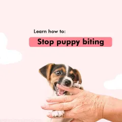 Puppy biting is a normal behavior, but it needs to be managed correctly. I teach gentle, effective techniques to redirect your puppy's teeth away from your hands and onto appropriate chew toys.