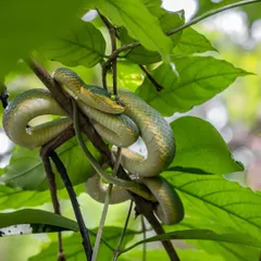 Perfectly camouflaged, a highly venomous Bamboo Pit Viper waits in ambush in the Western Ghats. These predators can stay motionless for weeks, a testament to the patience and strategy found in the natural world.