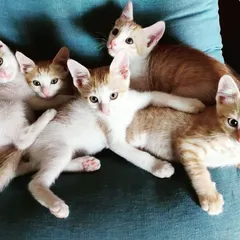 A pile of ginger and white kittens ready for playtime. After a good nap, these little ones are full of energy and ready to explore their world. They are socialized and would love to be adopted in pairs.