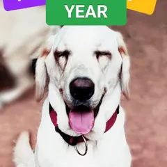 This happy face says it all. A beautiful Labrador retriever sends cheerful New Year wishes, perfectly capturing the happy and relaxed atmosphere we create for our babies during celebrations.