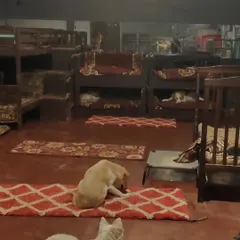 A quiet moment indoors. Dogs are resting on the floor, on cots, and in the bunk beds. This is what cage-free boarding looks like: calm, comfortable, and communal.