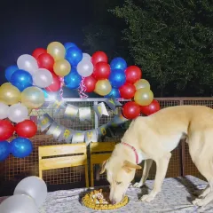Every dog deserves to be the star on their birthday. For private celebrations like this one for Alex, I handle everything from the balloon arch and banners to coordinating with pet-safe bakeries for the perfect cake. Seeing them enjoy their special treat is the best part.