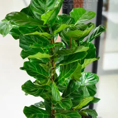 A close-up on the vibrant, large leaves of a Fiddle Leaf Fig, a popular choice for adding a touch of bold nature to any professional setting.