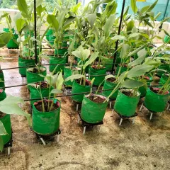 A garden maintenance and deep cleaning service in progress. Here you can see a thriving turmeric patch that we care for, ensuring the plants are healthy.