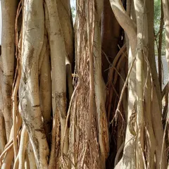 The banyan tree starts from a tiny seed and grows into a giant, with roots that spread wide and deep. This is a powerful lesson for us. We grow bit by bit, nurturing our relationships and experiences as our own roots, which give us strength and support.