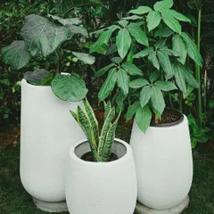 For a modern and minimalist aesthetic, our textured white fiber planters are a perfect choice. They are lightweight, durable, and provide a clean backdrop that makes the green foliage of plants like the Snake Plant truly stand out.