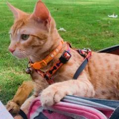 This beautiful cat is relaxing comfortably in its carrier while enjoying the fresh air and new sights of the farm. We provide a safe environment for cats to experience the outdoors.
