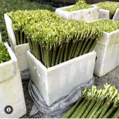 Preparing a large order of Lucky Bamboo stalks. I can supply these in bulk for events, corporate gifting, or for nurseries and florists who want to create their own arrangements.