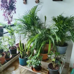 Even a small balcony can become a lush green space. Here we used a variety of indoor and outdoor plants like ferns, palms, and snake plants to create a dense, jungle-like feel.
