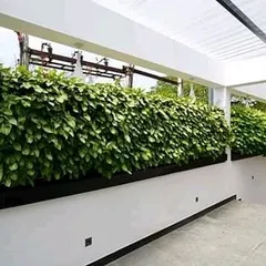 A dense, uniform living wall can serve as a beautiful and effective privacy screen. Here, we used a single plant species to create a lush, green hedge on a terrace wall, providing a natural barrier and a clean, modern look.