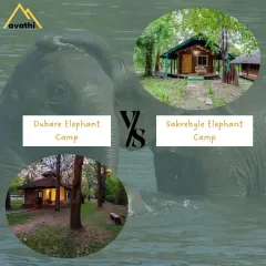 For elephant lovers, it's Dubare vs. Sakrebyle. Dubare is more interactive and activity-focused, while Sakrebyle is a quieter camp focused on the well-being of the elephants. I can explain the differences to help you decide.