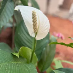 A beautiful, healthy peace lily flower. Peace lilies are great indoor plants that not only look elegant but also help purify the air. This one is from a garden that is still a work in progress.