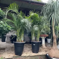 Two large Areca Palms ready for delivery. These are some of my most popular large indoor plants as they are great air purifiers and relatively easy to care for.