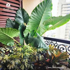 Even a small city balcony has the potential to become a jungle. Here, we used a mix of large-leaf plants like Alocasia and colorful crotons to create a dense, tropical feel for a client in Worli. Our balcony makeovers are designed to maximize green space and provide a private natural escape.