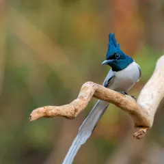 The white morph of the male Indian Paradise Flycatcher, looking like a ghost of the forest. Photographing both colour morphs in their natural habitat is a rewarding challenge.