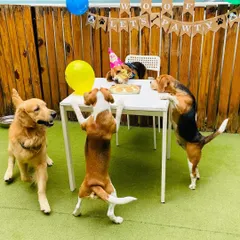 It's a pawty! We love celebrating milestones, and nothing is more special than a dog's birthday. Here, a group of friends, including Beagles and a Golden Retriever, gather around the table for a special birthday treat.