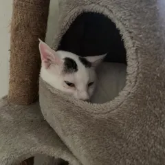 Tofu San found the perfect hiding spot in the cat tree. I provide lots of vertical spaces and cozy hideaways so cats can feel secure.