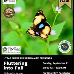 The striking Blue Pansy butterfly, a jewel of the undergrowth. This poster for our "Fluttering into Fall" walk at Surajpur Bird Sanctuary invites you to discover the vibrant butterfly population of the wetlands.