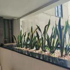 A row of Snake Plants (Sansevieria) in a balcony planter, topped with white pebbles for a clean, modern look. Snake plants are excellent air purifiers and very low maintenance.