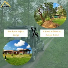 Bandipur Safari Lodge vs. K Gudi Wilderness Camp. Bandipur is known for its vast landscapes and large herds, while K Gudi offers a dense, mystical forest experience. Both are fantastic for wildlife sightings.