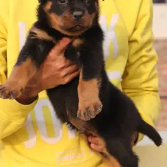 This Rottweiler puppy shows a great build and posture. I breed for quality, ensuring my Rottweilers grow into strong and loyal dogs.