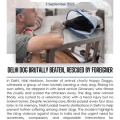 In Delhi, a stray dog named Bhola was brutally beaten by a group of men and later passed away. Though he couldn't be saved, his story must serve as a catalyst for change against the rising violence towards strays in India.