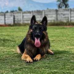 Joey, a majestic long-coat German Shepherd, relaxing in our grassy play area. We provide a safe and stimulating environment for all breeds.