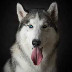 The eyes truly are the window to the soul. This classic, close-up portrait of a Siberian Husky uses a simple black background to draw all attention to his striking blue eyes and happy expression, captured with perfect clarity.