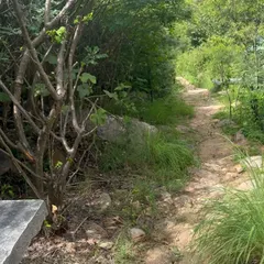 A quiet, sun-dappled trail surrounded by greenery. Sometimes the most beautiful moments are found on the simple paths we walk.