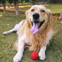 A happy Golden Retriever taking a break from playtime with a favorite ball. The open space allows for both high-energy games and moments of calm relaxation on the grass.
