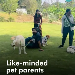 A typical scene from our doggie picnics: a group of pet parents relaxing on the grass while their dogs, including a Golden Retriever and a Beagle, enjoy the calm atmosphere. It's a great way to practice neutrality in a group setting.