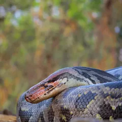 A portrait of a magnificent Indian Rock Python. These gentle giants are often misunderstood, but I find a deep sense of calm and respect when I am in their presence, documenting their quiet existence.