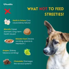 This is a critical list of what NOT to feed street dogs. Human foods like biscuits, masala-heavy dishes, chocolate, and grapes can cause severe health issues, from kidney failure to nervous system damage.