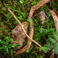 A close-up of the intricate landscape inside the recycled jar, with wood, moss, and climbing plants. It's a testament to recycled design and art.
