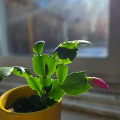 For years, this plant showed no signs of flowering, until one morning a pink bud appeared. It's a beautiful reminder to have faith. When we sow the seeds of creativity in a child, we may not know when they will blossom, but we must trust the process.