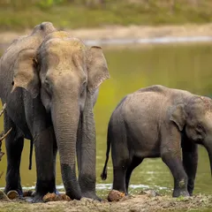A mother elephant stands protectively beside her calf at the Kabini backwaters. This image showcases the strong, nurturing bond within an elephant family.