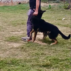 This black German Shepherd demonstrates the same intense focus during a heeling exercise. A dog that is this connected to its handler is a dog you can trust in any situation.
