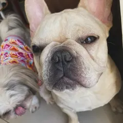 This handsome French Bulldog and his sleepy Shih Tzu friend are two of our lovely regulars. We love welcoming dogs of all breeds and sizes into our home.