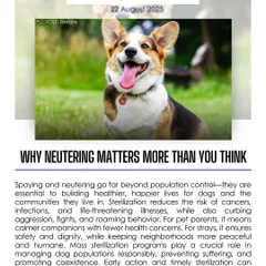 Spaying and neutering go far beyond population control. Sterilization reduces the risk of cancers and infections while also curbing aggression and roaming, leading to healthier, happier lives for dogs and safer communities.