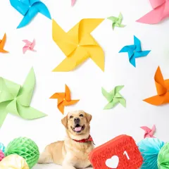 This was such a fun and colorful shoot I did in collaboration with Heads Up For Tails. We built this entire set with vibrant pinwheels, and this happy Labrador just brought it to life. It shows how I can create a unique, themed campaign that reflects a brand's playful energy.