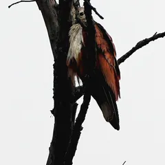 Peeking through the branches, the vigilant eye of a Brahminy Kite sees everything. I love how this shot creates a sense of mystery, with the bird partially hidden yet fully aware of its surroundings.