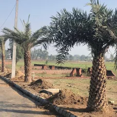 A row of newly installed Date Palms along a roadside. This kind of planting can define a property line and create a powerful visual statement.