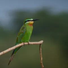 A Blue-cheeked Bee-eater, with its stunning green plumage and distinctive facial markings, posing perfectly on a branch.