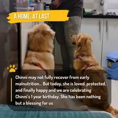 A home, at last. This is Chinni celebrating her first birthday, happy and loved. Her story is a beautiful testament to the healing power of rescue and a reminder to always adopt, not shop.