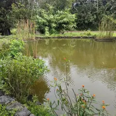 A naturalistic pond reflects the sky, with its edges softened by bamboo and flowering shrubs. My goal is to create water features that look as if they have always been part of the landscape.