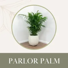 The Parlor Palm is another excellent pet-friendly choice. This elegant palm brings a touch of the tropics indoors and is completely safe for cats and dogs.